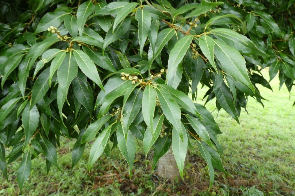 Quercus myrsinifolia